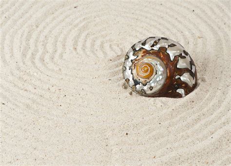 One rare sea shell — Stock Photo © topstep07 #3915037