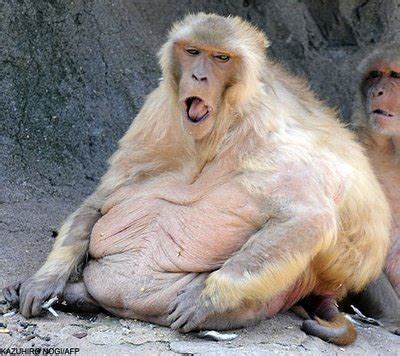 30 Funny Examples Of Fat Animals