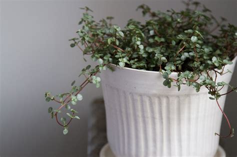 tiny houseplants. – Reading My Tea Leaves – Slow, simple, sustainable living.