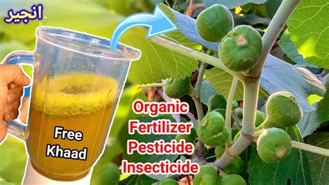 🔴Make Free Fertilizer + Pesticide For Fig Plant | How To Care Fig Plant | Anjeer | # ...