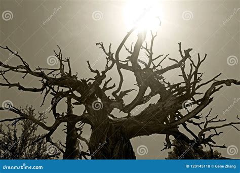 Dried Western Juniper tree stock photo. Image of western - 120145118