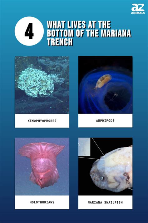 What Lives at The Bottom of The Mariana Trench? - A-Z Animals