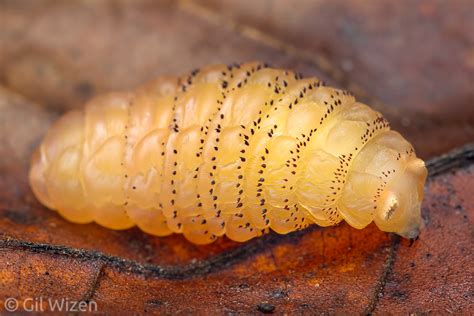 Botfly Larvae