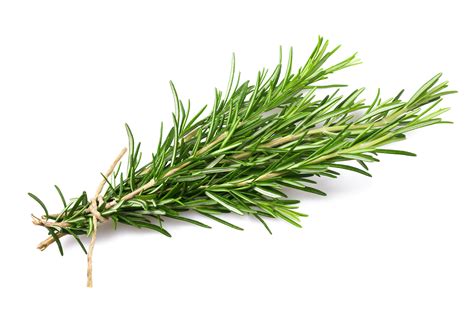 Indian Rosemary Plant Images - roxo-amanda