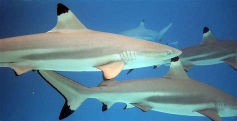 The Blacktip Reef Shark | Critter Science