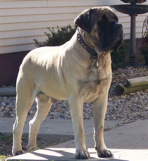 Akc English Mastiff Breeders | PETSIDI