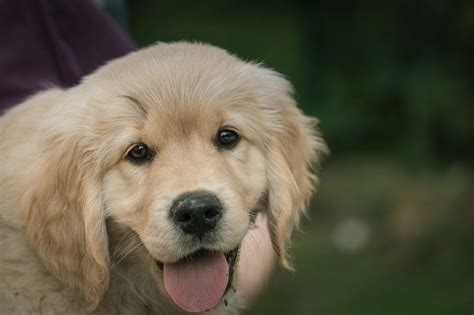 34 Unique Golden Retriever Names [with PICS!] → K-9 Specialist