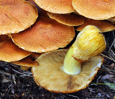 Šupinovka nádherná Gymnopilus junonius