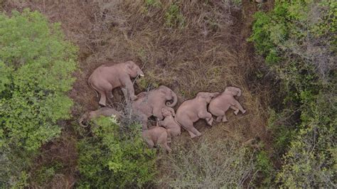 Migrating elephant herd leave one behind in China