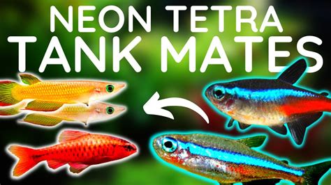 11 Compatible Tetra Tank Mates Incompatible Ones