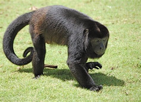 10 Incredible Howler Monkey Facts - A-Z Animals