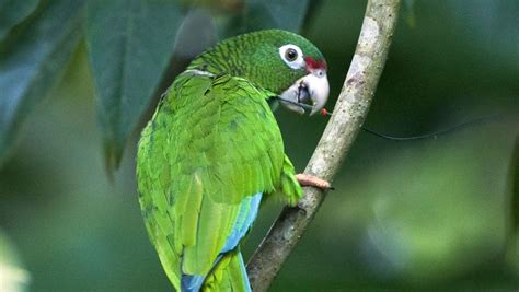 Wildlife Featured in 'Viva Puerto Rico' Weathers Hurricane Maria | Blog | Nature | PBS