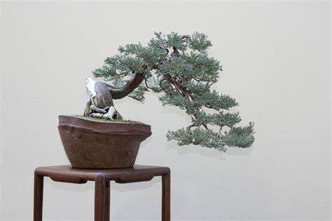 Blue juniper bonsai (blue rug?) | Juniper bonsai, Bonsai, Flowering ...