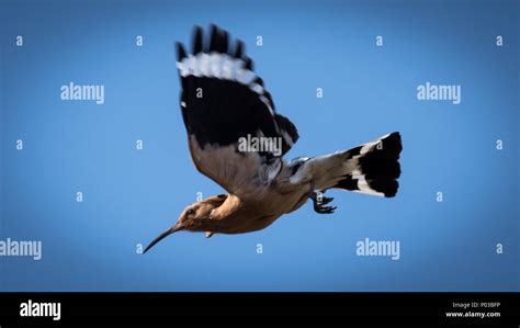 Hoopee- Israel National bird in flight Stock Photo - Alamy