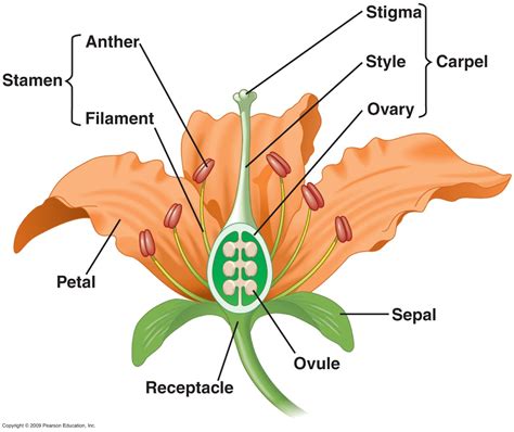 Mapa Conceptual Plantas Angiospermas | Porn Sex Picture