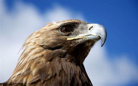 nature, Animals, Birds, Eagle, Golden Eagles, Closeup Wallpapers HD / Desktop and Mobile Backgrounds