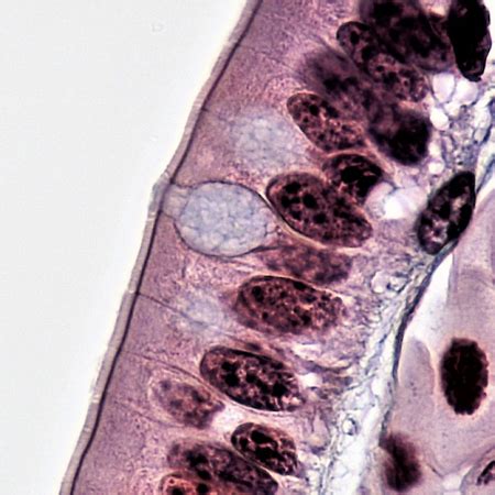 Goblet Cells Definition, Function & Histology | Study.com