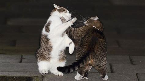 Cameron v Osborne cat fight: Larry and Freya get their claws out in Downing Street showdown ...