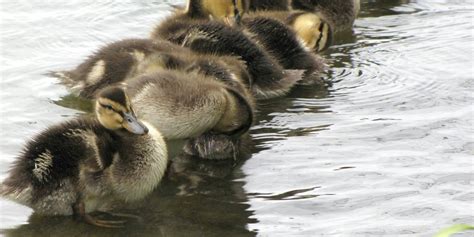 5,000 ducklings run to the water for their first swim - The Daily Dot