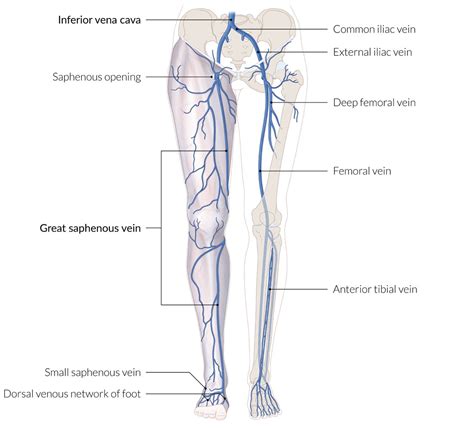 Gastrocnemius Vein Anatomy - Deep Vein Thrombosis Wikipedia / The combination of the two words ...