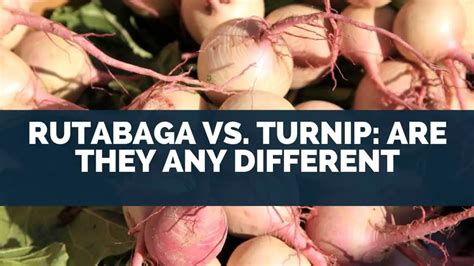 Rutabaga vs. Turnip: Are They Any Different