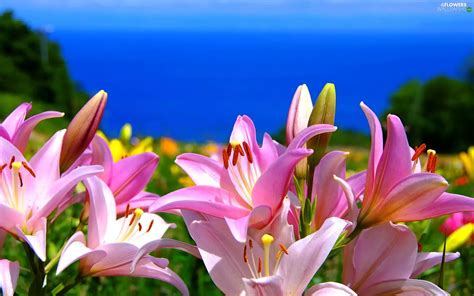 Pink, Flowers, sea, lilies - Flowers wallpapers: 2048x1280