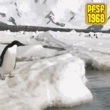 Penguin Jumping GIF - Penguin Jumping Come Thru - Discover & Share GIFs