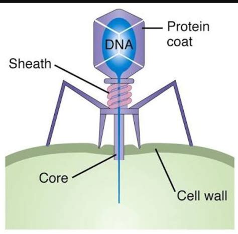 bacteriophage diagram - Brainly.in