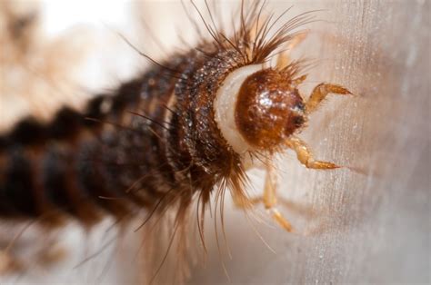 Bugs of Mackie: Carpet Beetle larva - Dermestidae