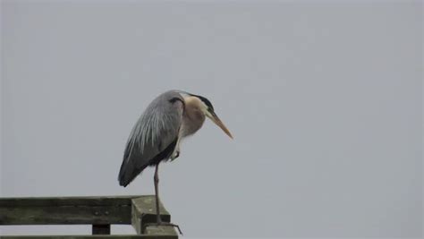 A Great Blue Heron Hunting Stock Footage Video (100% Royalty-free) 3194254 | Shutterstock