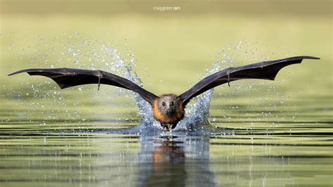 Flying Foxes in South Australia Exposed to Zoonotic Viruses