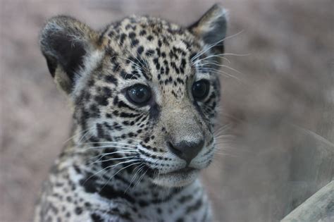 Photos: Two jaguar cubs at Brevard Zoo - Orlando Sentinel