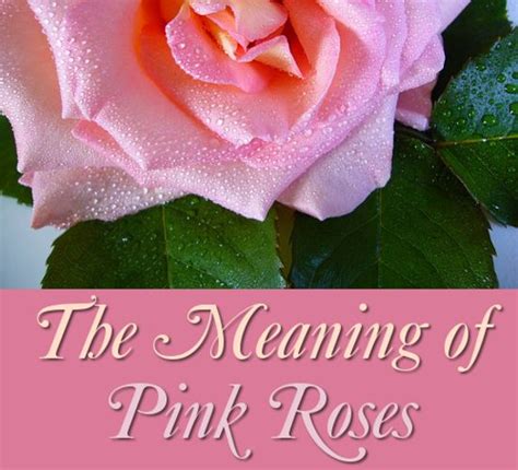 The Symbolism and Meaning of Pink Roses | Flower meanings, Pink rose ...