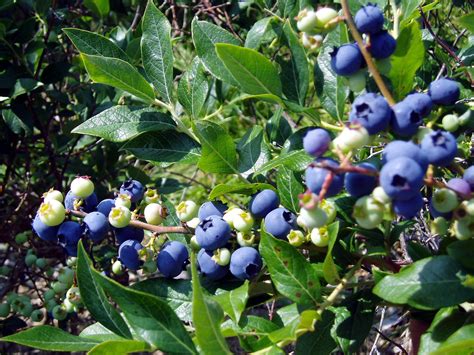 blueberries! en 2023 | Jardines, Arandanos