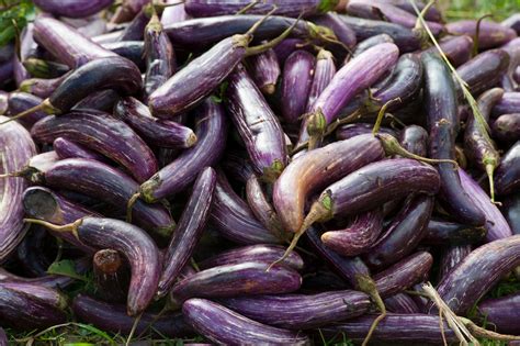 Eggplant Vegetable Plant Lot · Free Stock Photo