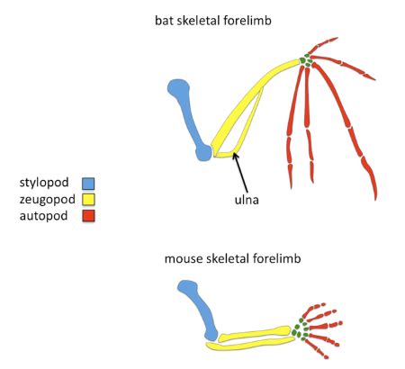 Comparative Anatomy | Definition, Evolution & Examples - Lesson | Study.com