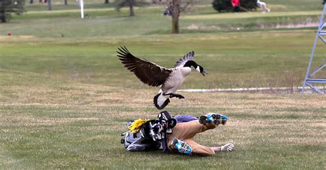 Canada geese will attack. Why are the birds so aggressive?