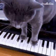 Cat Playing Piano Meme GIFs | Tenor