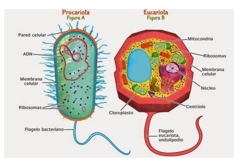 Biologia Celular