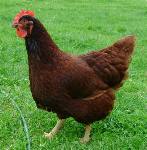 Chicken Nugget – The Rhode Island Red | Rhode island red chickens, Rhode island red, Laying ...