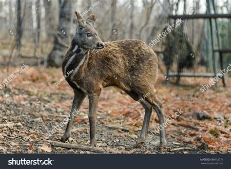 Musk Deer India: Over 171 Royalty-Free Licensable Stock Photos ...