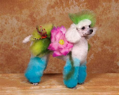 New Trends in Dog Grooming. - Holidays4Dogs - Home Boarding for Dogs