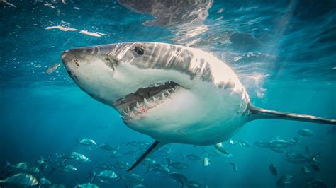 Urgent tourist warning as one world’s biggest great white sharks ‘Ironbound’ pings on tracker ...