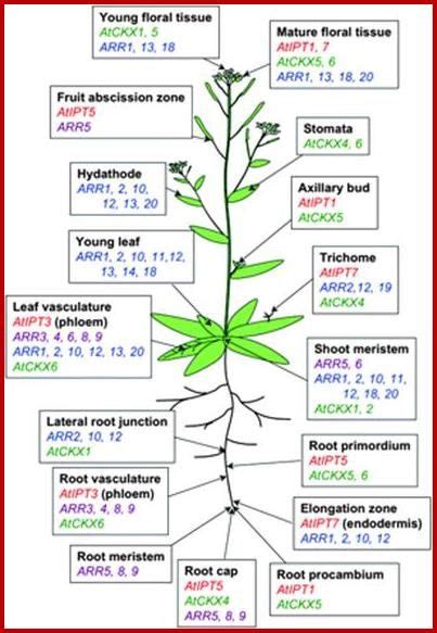 Cytokinins | Plant science, Plant tissue, Plant growth