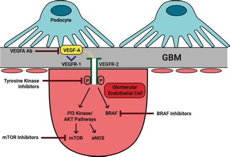 The Vascular Endothelial Growth Factor (VEGF) Pathway Inhibition and Associated Nephrotoxicities ...