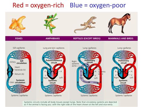 PPT - The Circulatory System open vs. closed PowerPoint Presentation, free download - ID:2700623