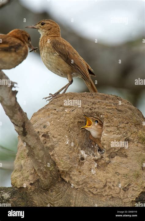 Rufous Hornero (Furnarius rufus) parent standing on nest with chicks ...