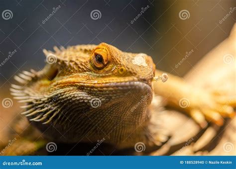 Bearded Dragon Pogona Barbata Stock Photo - Image of pogona, skin ...