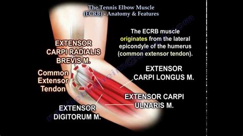 Tennis Elbow Muscle (ECRB) - Everything You Need To Know - Dr. Nabil Ebraheim - YouTube