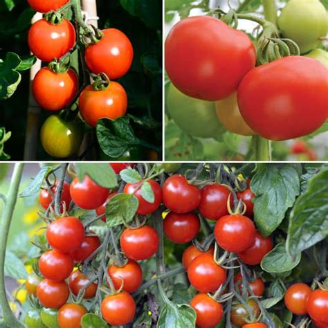 Tomato Grow Bag Collection - The Veggie Gardener